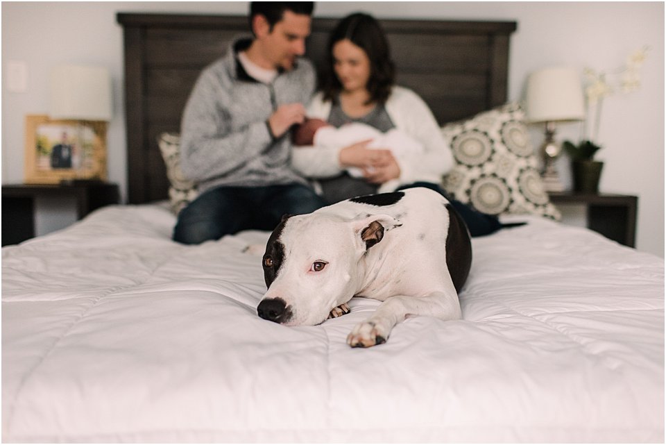 dog lying on bed with family in the background holding newborn baby